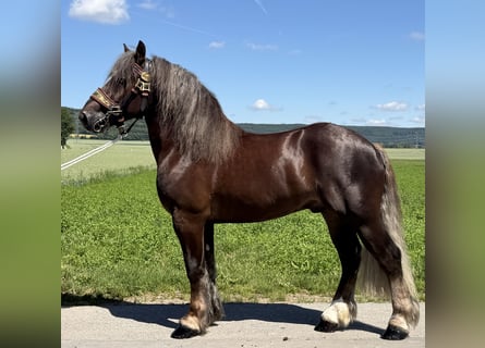 Polski koń zimnokrwisty, Wałach, 3 lat, 164 cm, Ciemnokasztanowata