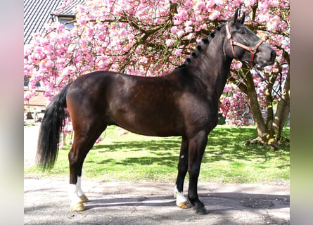 Polski koń zimnokrwisty, Wałach, 4 lat, 167 cm