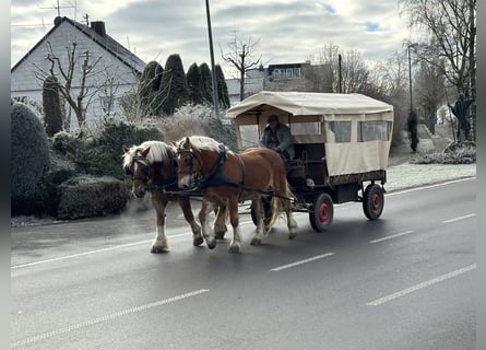 Polski koń zimnokrwisty, Wałach, 9 lat, 162 cm, Kasztanowata