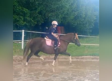 Polski kuc wierzchowy Mix, Klacz, 10 lat, 138 cm, Ciemnokasztanowata
