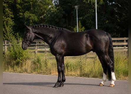 Polski kuc wierzchowy, Wałach, 3 lat, 167 cm, Kara