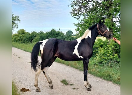 Polskt halvblod, Sto, 1 år, 155 cm, Pinto