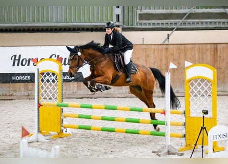 Polskt halvblod, Valack, 12 år, 170 cm, Brun