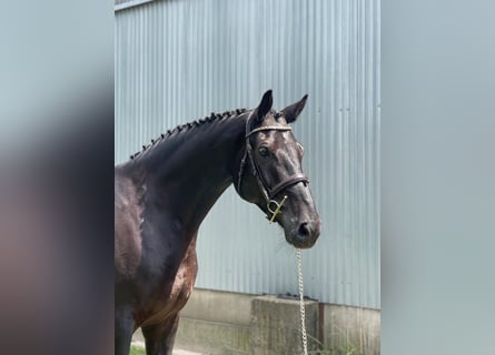 Polskt halvblod, Valack, 7 år, 168 cm, Svart