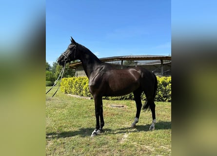 Polskt halvblod, Valack, 9 år, 170 cm, Svart