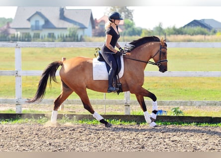 Polskt varmblod, Sto, 4 år, 167 cm, Ljusbrun