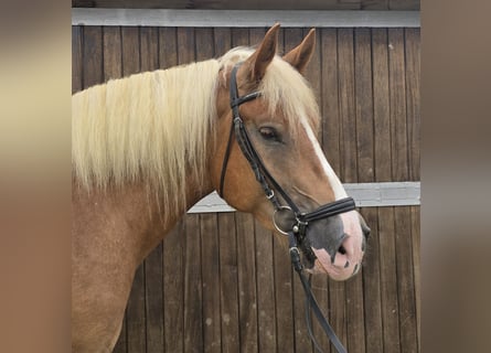 Polnisches Warmblut Blandning, Wallach, 4 Jahre, 158 cm, Fuchs