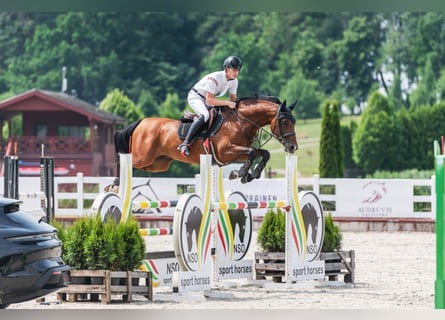 Polskt varmblod, Valack, 8 år, 164 cm, Brun