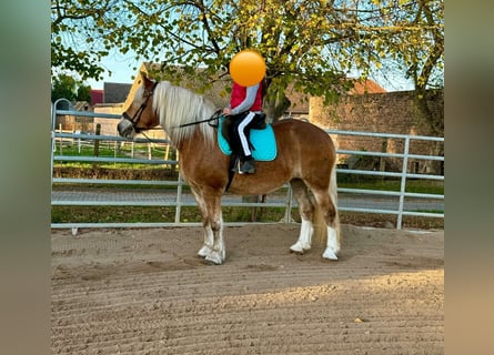 Południowoniemiecki koń zimnokrwisty, Klacz, 11 lat, 158 cm, Kasztanowata