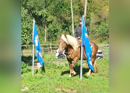 Południowoniemiecki koń zimnokrwisty, Klacz, 4 lat, 160 cm, Ciemnokasztanowata