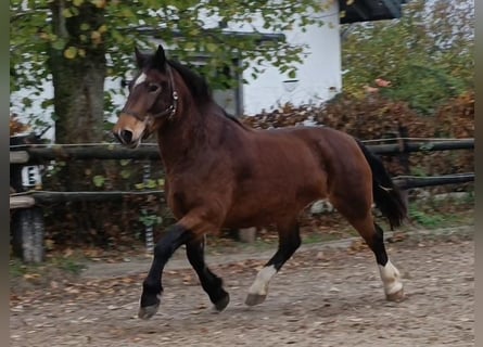 Południowoniemiecki koń zimnokrwisty, Klacz, 5 lat, 165 cm, Gniada