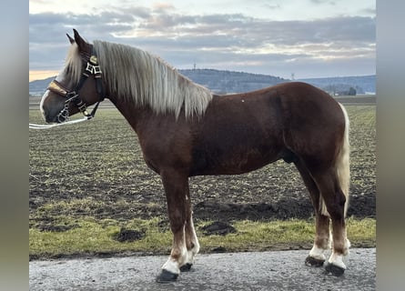 Południowoniemiecki koń zimnokrwisty, Wałach, 3 lat, 164 cm, Ciemnokasztanowata