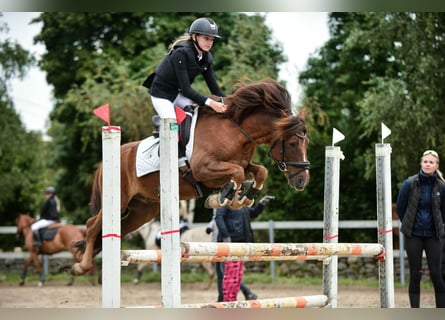 Poney classique, Hongre, 14 Ans, 143 cm, Alezan brûlé