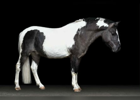 Poney classique, Hongre, 6 Ans, 140 cm, Pinto