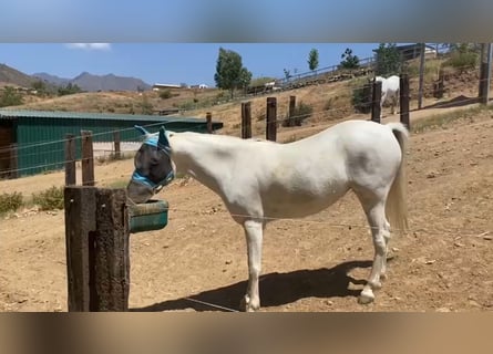 Poney classique, Jument, 14 Ans, 148 cm, Gris moucheté