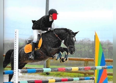 Poney classique, Jument, 15 Ans, 148 cm, Noir