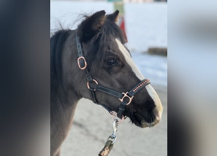 Poney classique, Jument, 4 Ans, 115 cm, Noir