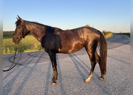 Poney classique, Jument, 4 Ans, 147 cm, Gris moucheté