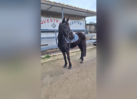 Poney classique, Jument, 5 Ans, 139 cm, Noir