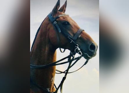 Poney de Polo, Hongre, 19 Ans, 162 cm, Bai