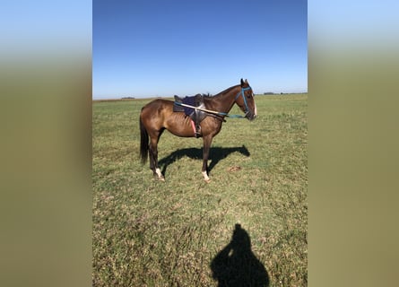 Poney de Polo Croisé, Hongre, 5 Ans, 151 cm, Bai