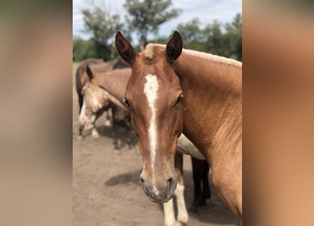 Poney de Polo, Jument, 7 Ans, 152 cm, Palomino