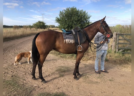 Poney de Polo, Jument, 7 Ans, 155 cm, Bai