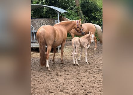 Poney de selle allemand, Étalon, 1 Année, 102 cm, Palomino