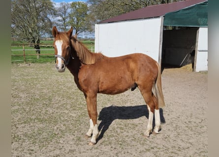 Poney de selle allemand, Étalon, 1 Année, 134 cm, Alezan