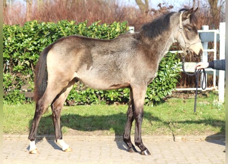 Poney de selle allemand, Étalon, 1 Année, 148 cm, Buckskin