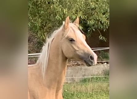 Poney de selle allemand, Étalon, 1 Année, 148 cm