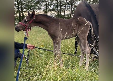 Poney de selle allemand, Étalon, 1 Année, 148 cm, Noir