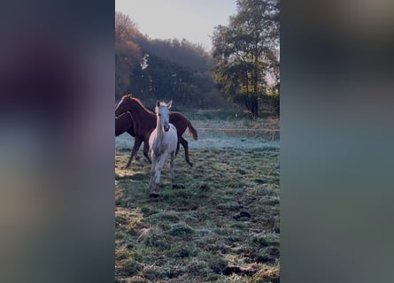 Poney de selle allemand, Étalon, 1 Année, 148 cm, Palomino