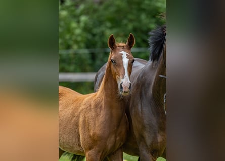 Poney de selle allemand, Étalon, 1 Année, 150 cm, Alezan