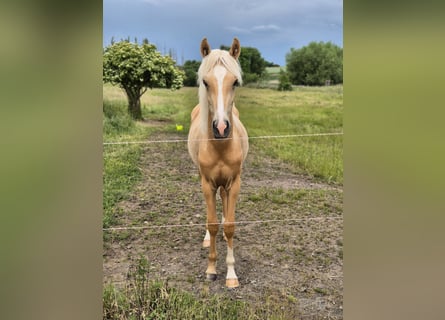 Poney de selle allemand, Étalon, 1 Année, 155 cm, Palomino