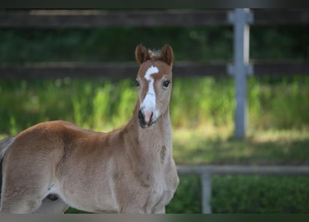 Poney de selle allemand, Étalon, 1 Année, Bai