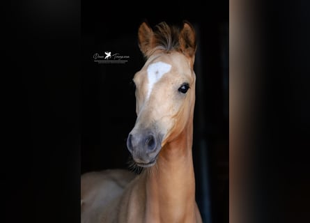 Poney de selle allemand, Étalon, 1 Année, Buckskin