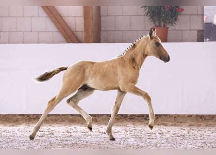 Poney de selle allemand, Étalon, 1 Année