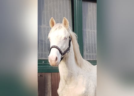 Poney de selle allemand, Étalon, 1 Année, Cremello