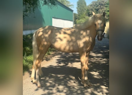 Poney de selle allemand, Étalon, 2 Ans, 137 cm, Palomino