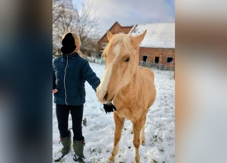 Poney de selle allemand, Étalon, 2 Ans, 137 cm, Palomino