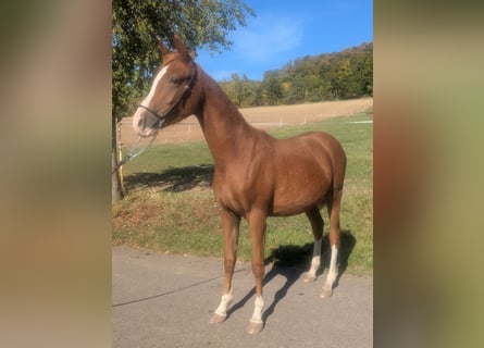 Poney de selle allemand Croisé, Étalon, 2 Ans, 142 cm, Alezan