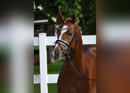Poney de selle allemand, Étalon, 2 Ans, 142 cm, Alezan