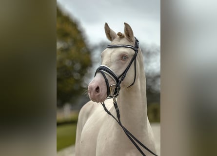 Poney de selle allemand, Étalon, 2 Ans, 142 cm, Perlino