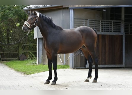 Poney de selle allemand, Étalon, 2 Ans, 143 cm, Bai brun