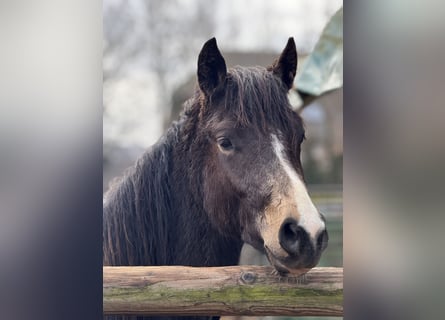Poney de selle allemand, Étalon, 2 Ans, 143 cm, Buckskin