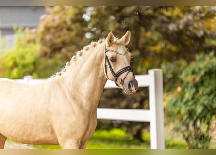 Poney de selle allemand, Étalon, 2 Ans, 144 cm, Palomino