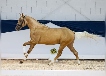 Poney de selle allemand, Étalon, 2 Ans, 144 cm, Palomino