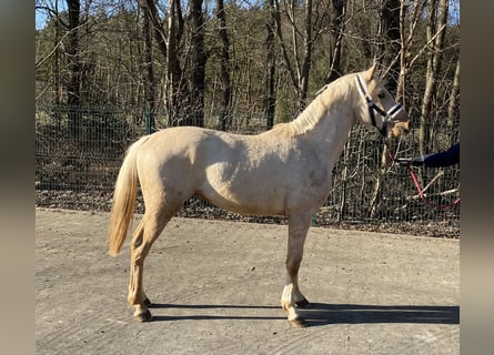 Poney de selle allemand, Étalon, 2 Ans, 144 cm, Palomino