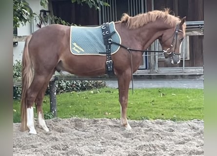 Poney de selle allemand, Étalon, 2 Ans, 145 cm, Alezan